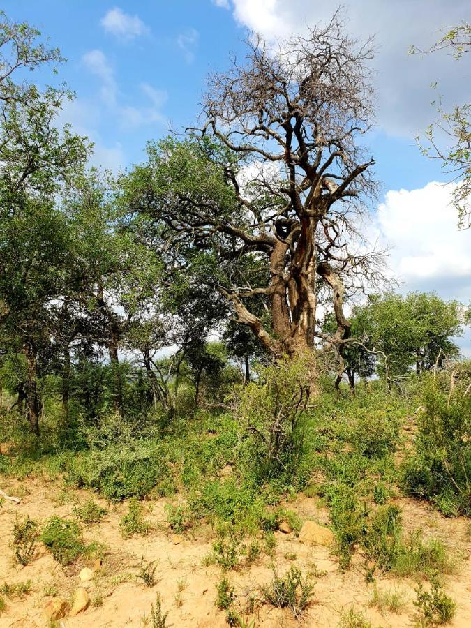 636 Itaga Safari Lodge, Mabalingwe Nature Reserve Mabula Game Reserve Extérieur photo