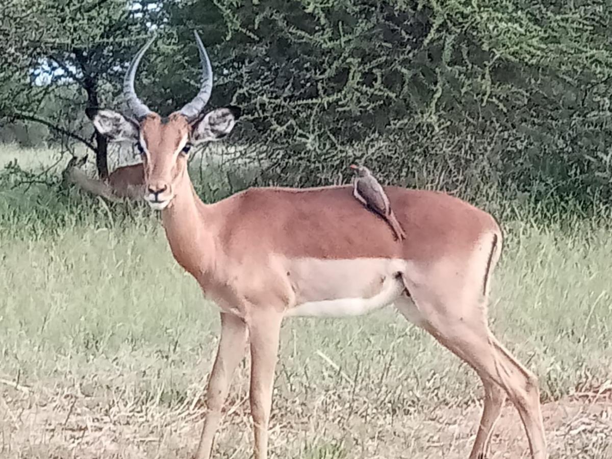 636 Itaga Safari Lodge, Mabalingwe Nature Reserve Mabula Game Reserve Extérieur photo